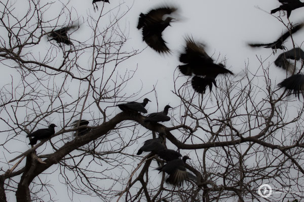 Coragyps atratus / American Black Vulture / Rabengeier