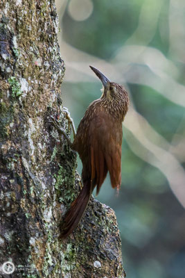 Xiphocolaptes promeropirhynchus / Strong-billed Woodcreeper / Starkschnabel-Baumsteiger