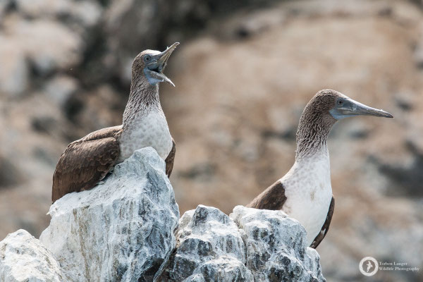 Blue-footed Boobies