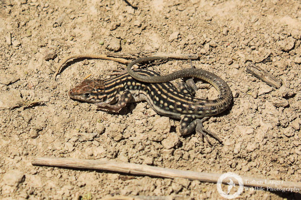 Lizard 