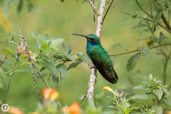 Colibri thalassinus - Green Violet-ear - Kleiner Veilchenohrkolibri