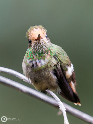 Lophornis delattrei - Rufous-crested Coquette - Zierelfe ♀