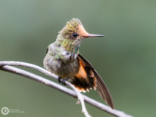 Lophornis delattrei - Rufous-crested Coquette - Zierelfe ♀