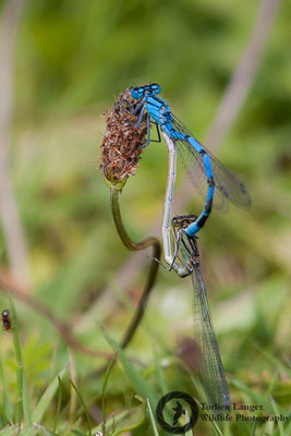 Dragonfly / Libelle