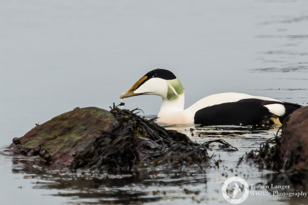 Somateria mollissima / Common Eider / Eiderente ♂