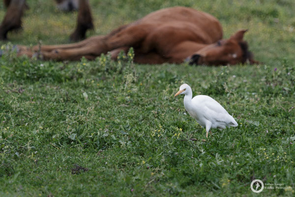 A cattle egret and a horse. The horse is just sleeping btw. 