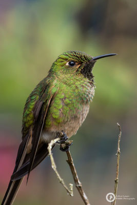 Lesbia victoriae - Black-tailed Trainbearer - Schwarzschwanzsylphe ♂