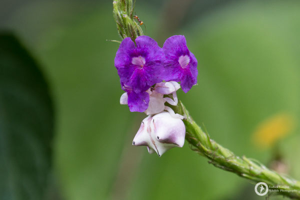 Thomisidae / Crab Spider / Krabbenspinne