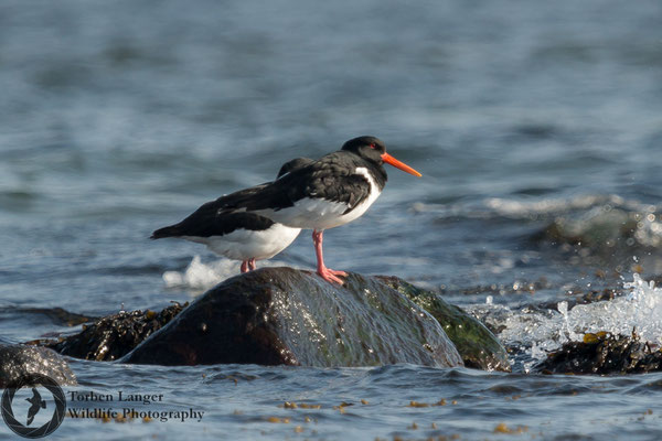 Haematopus ostralegus / Eurasian Oystercatcher / Austernfischer