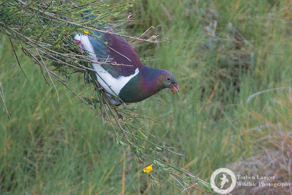 Hemiphaga novaeseelandiae / New Zealand Pigeon / Maorifruchttaube