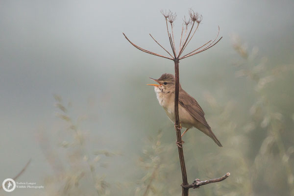 Acrocephalus palustris / Marsh Warbler / Sumpfrohrsänger