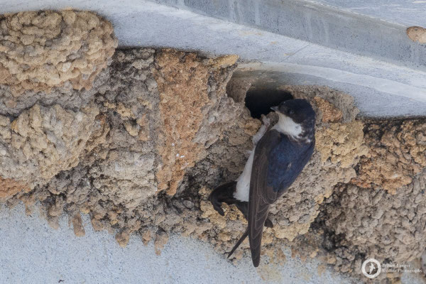 House Martin
