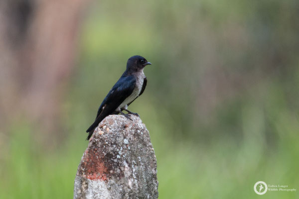 Progne chalybea / Grey-breasted Martin / Graubrustschwalbe