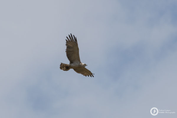 Short-toed Snake-eagle