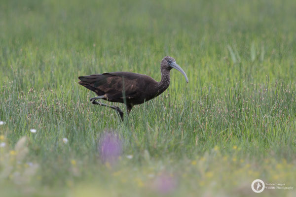 Glossy Ibis