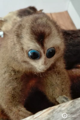 This one is permanently astonished