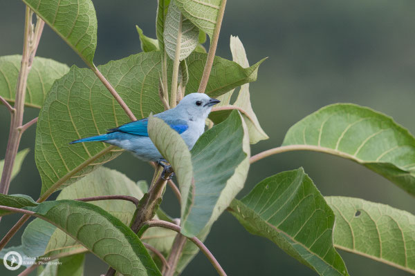 Tangara episcopus / Blue-grey Tanager / Bischofstangare