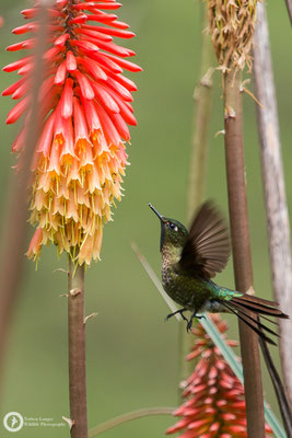 Metallura tyrianthina - Tyrian Metaltail - Smaragdkehl-Glanzschwänzchen ♂