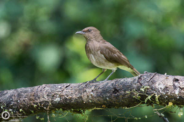 Turdus ignobilis / Black-billed Thrush / Schwarzschnabeldrossel