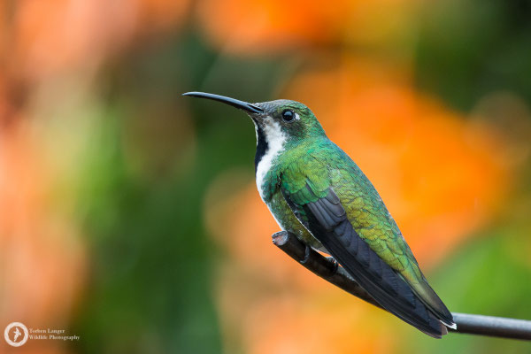 Anthracothorax nigricollis - Black-throated Mango - Schwarzbrust-Mangokolibri ♀