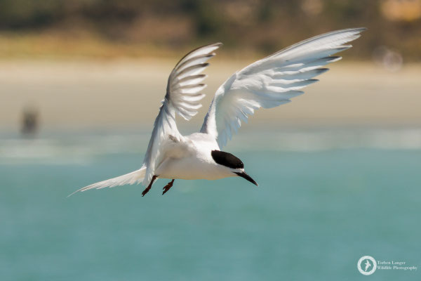 Sterna striata / White-fronted Tern / Weißstirn-Seeschwalbe