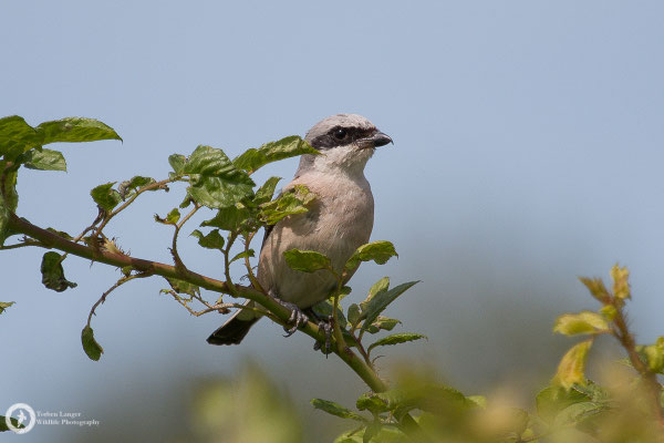 Lanius collurio / Red-backed Shrike / Neuntöter ♂