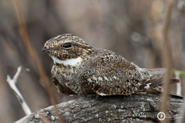 Chordeiles acutipennis - Lesser Nighthawk - Texasnachtschwalbe