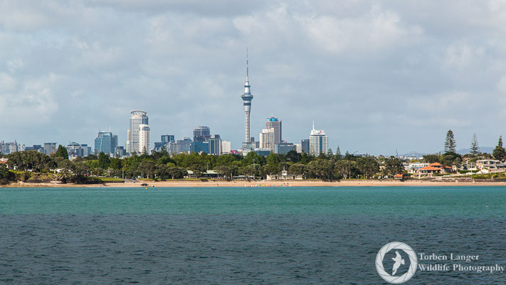 Auckland skyline