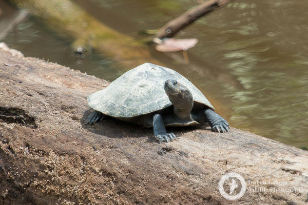 Turtle / Schildkröte