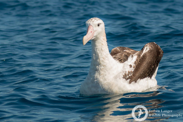 Diomedea exulans / Wandering Albatross / Wanderalbatros