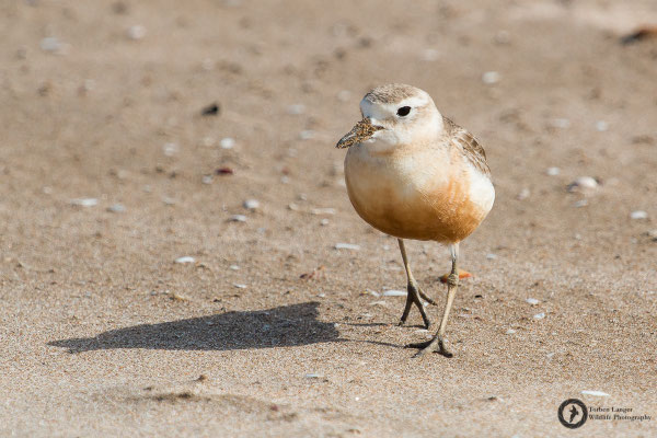Charadrius aquilonius / Northern Red-breasted Plover / Strand-Maoriregenpfeifer