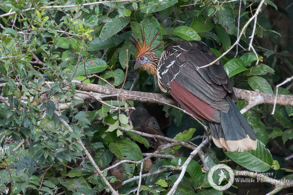 Opisthocomus hoazin / Hoatzin