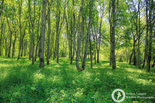 Walnut forest around Arslanbob