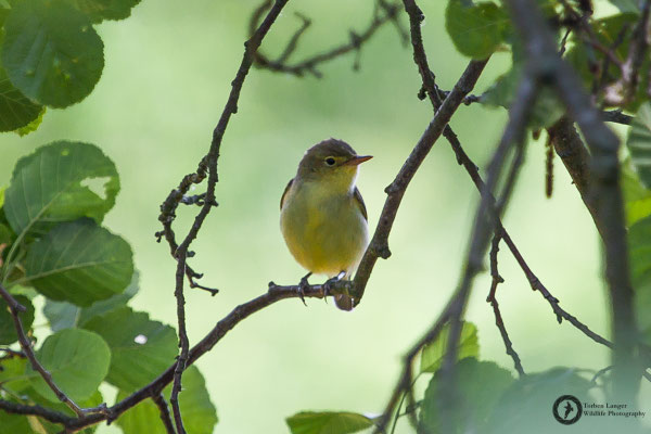 Hippolais icterina / Icterine Warbler / Gelbspötter