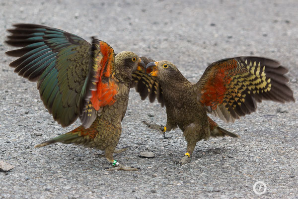Nestor notabilis / Kea