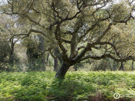 A beautiful cork oak forest close to the Palacio del Acebrón
