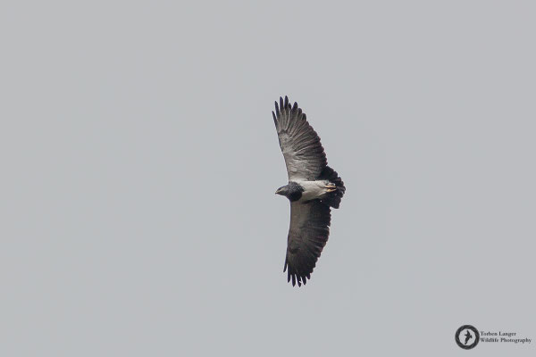 Geranoaetus melanoleucus / Black-chested Buzzard-Eagle / Agula