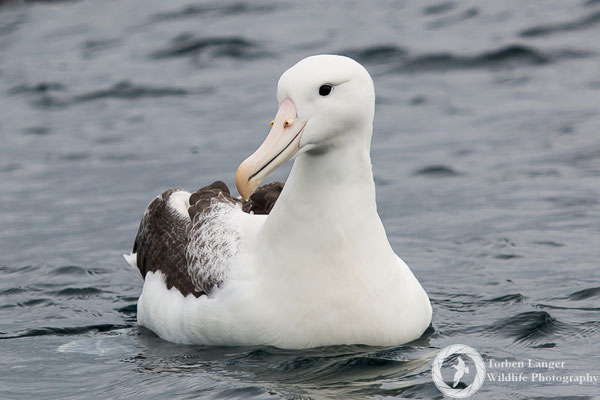 Diomedea epomorpha / Southern Royal Albatross / Südlicher Königsalbatros