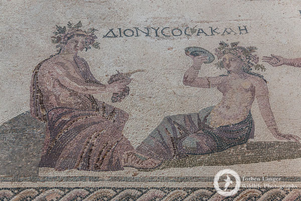 Paphos Mosaics
