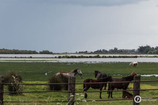 Nature and horses