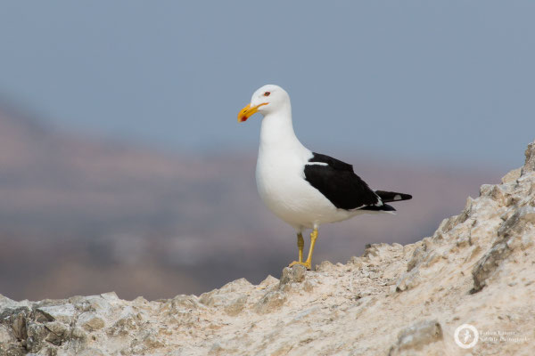 Kelp Gull