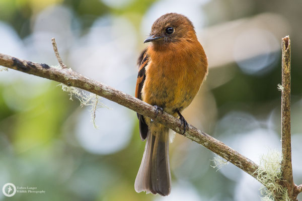 Pyrrhomyias cinnamomeus / Cinnamon Flycatcher / Zimttyrann