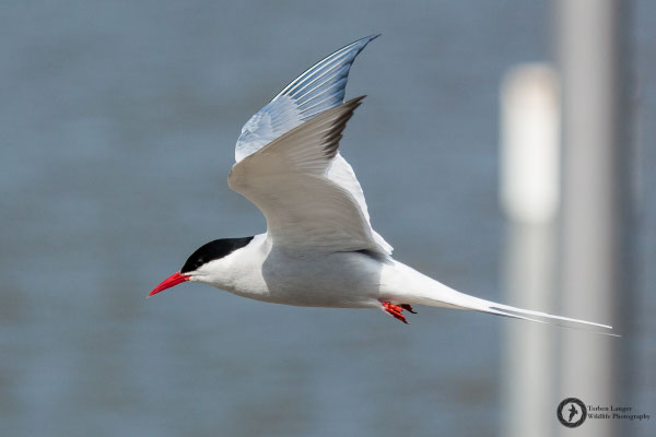 Sterna paradisaea / Arctic Tern / Küstenseeschwalbe