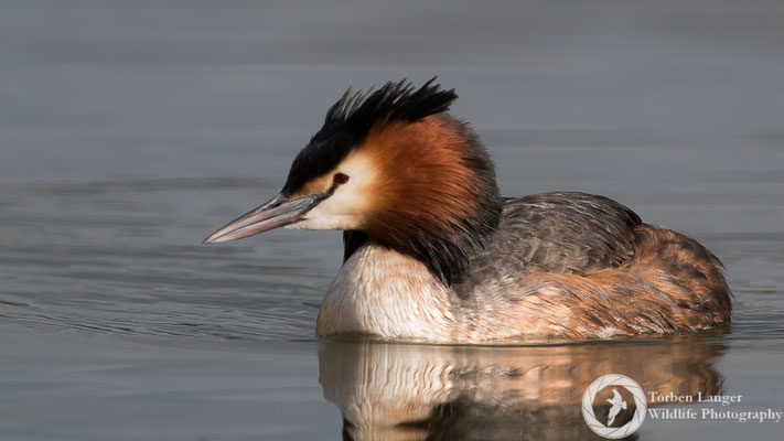 Podiceps cristatus / Great Crested Grebe / Haubentaucher