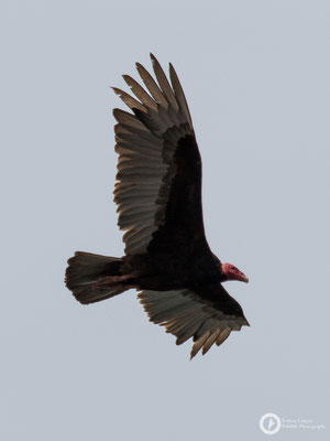 Turkey Vulture