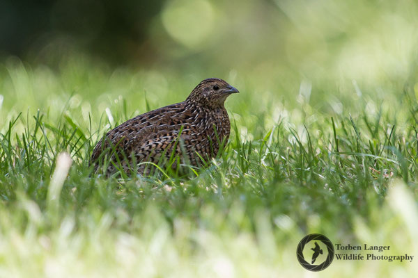 Synoicus ypsilophorus / Brown Quail / Tasmanienwachtel