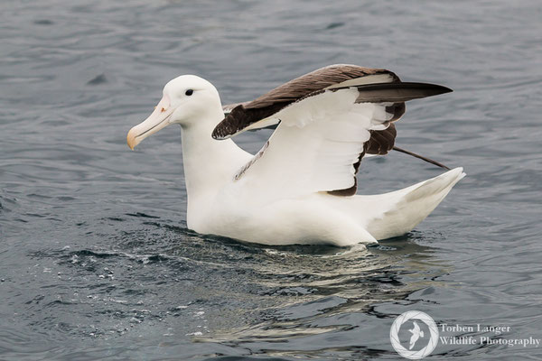Diomedea epomorpha / Southern Royal Albatross / Südlicher Königsalbatros