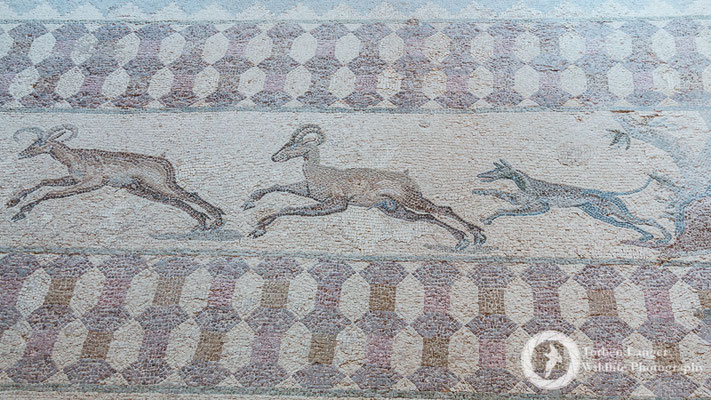 Paphos Mosaics