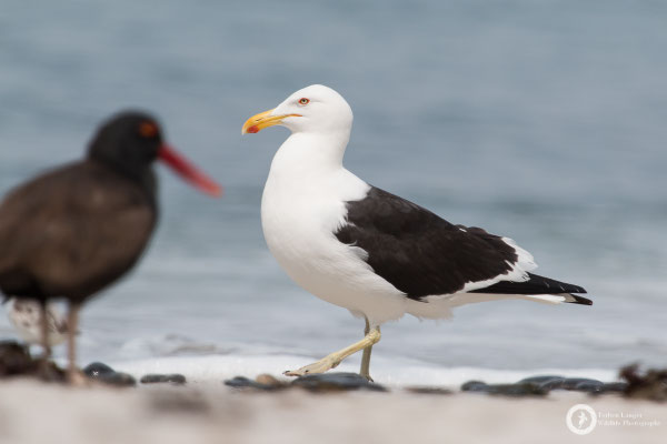 Kelp Gull