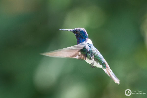 Florisuga mellivora - White-necked Jacobin - Weißnackenkolibri ♂